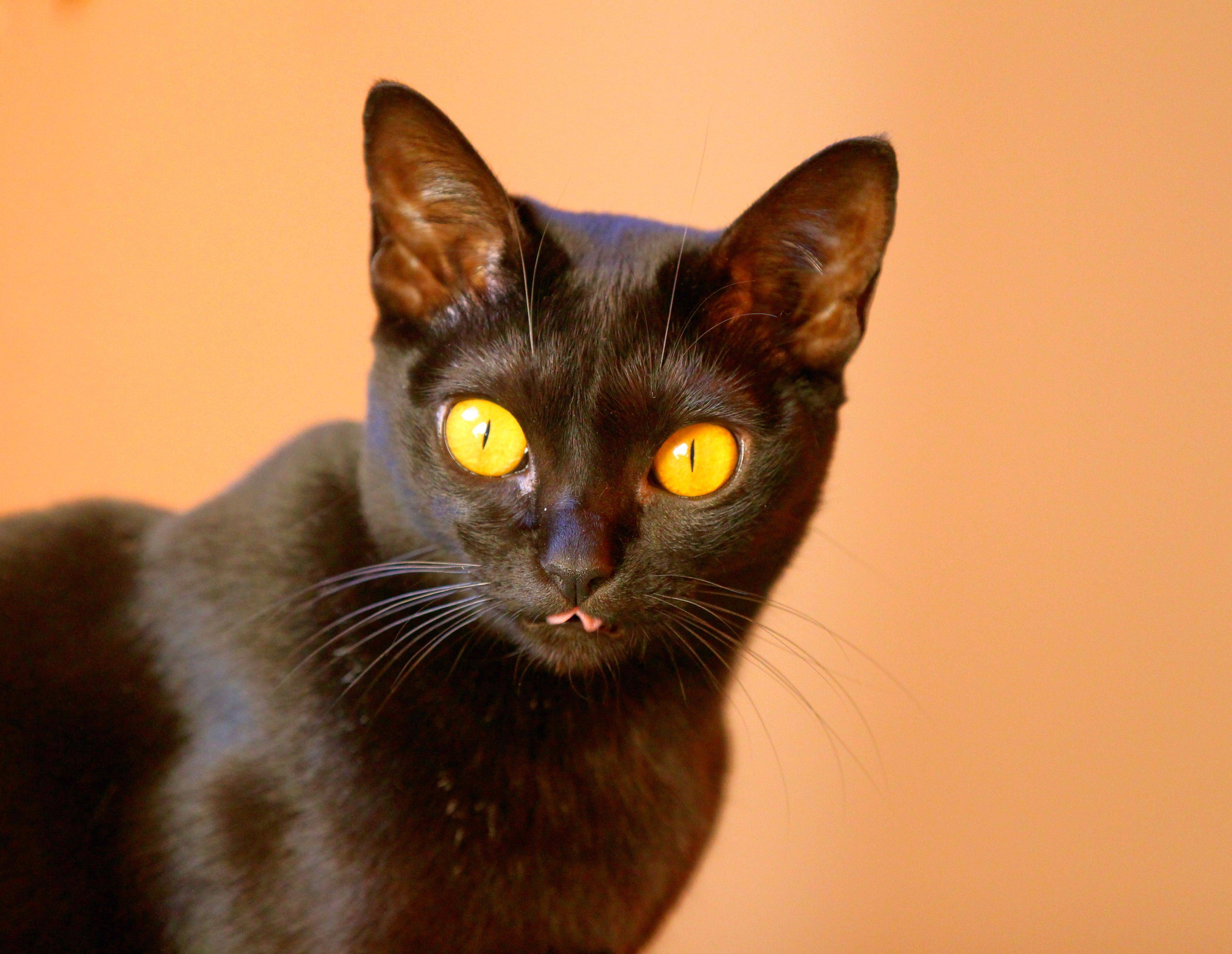 Бомбейский кот фото черный