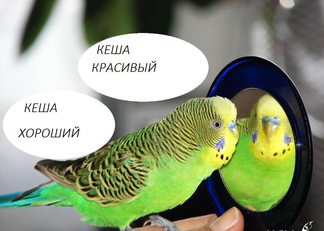 Какие породы попугаев разговаривают?