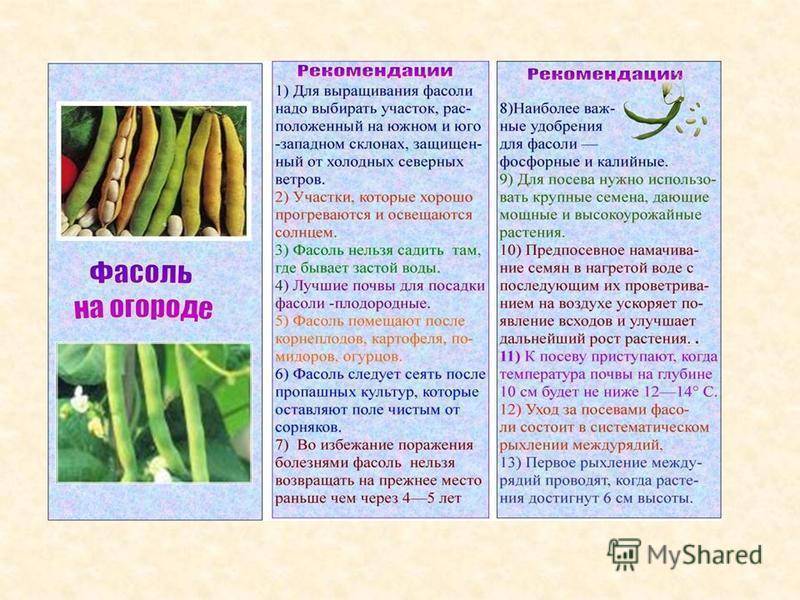 Кормление кроликов в домашних условиях для начинающих: чем и как кормить?