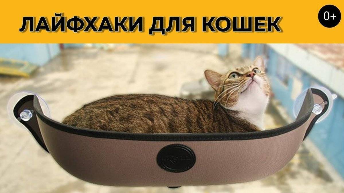 10 гениальных лайфхаков для тех, у кого дома живет кошка