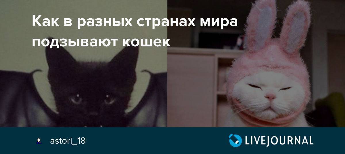 Как зовут котов в разных странах мира. как подзывают кошек на разных языках мира. как лучше назвать кошку
