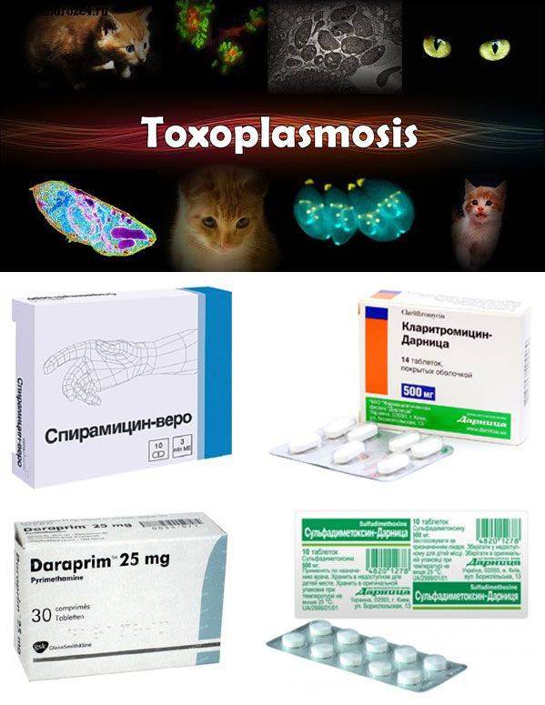 Токсоплазмоз. лечение токсоплазмоза
