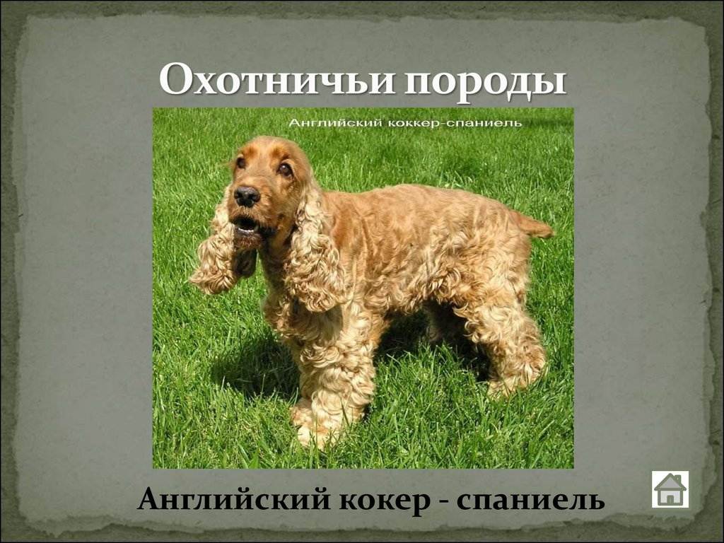 Английский кокер спаниель - описание, особенности и характеристики породы, фото