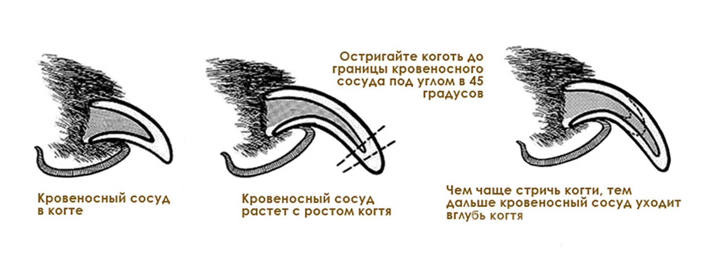 Как подстричь собаку в домашних условиях: ножницами, машинкой, как это сделать правильно