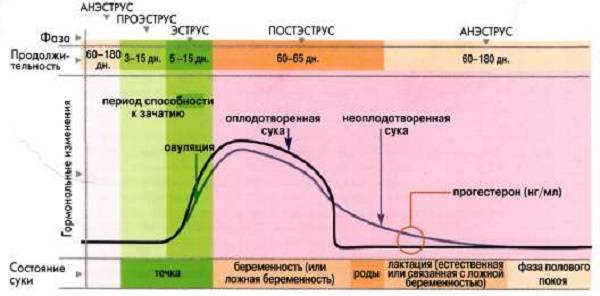 Сколько длится течка у собак: полезные советы по уходу за животным