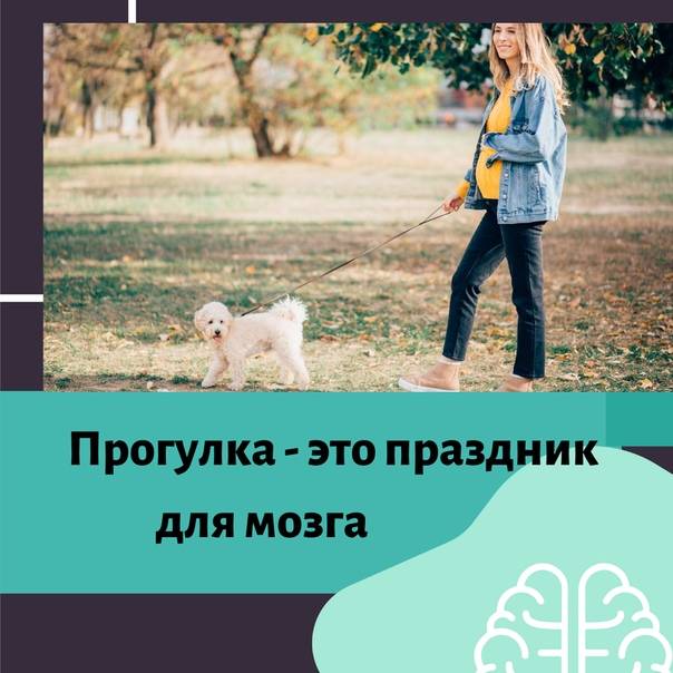 Сколько нужно гулять с собакой