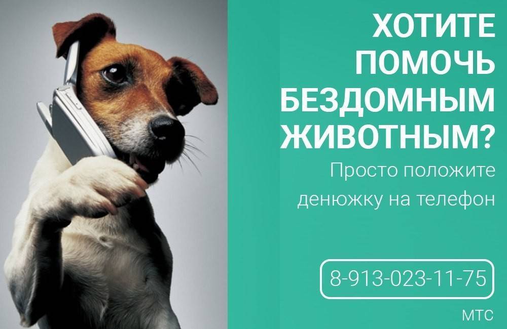 Что делать, если нашел бездомное животное?
