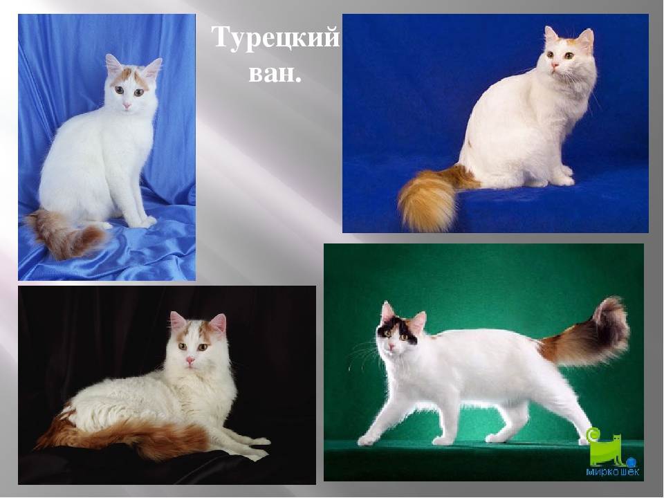 Турецкий ван: фото, описание породы, характера, ухода