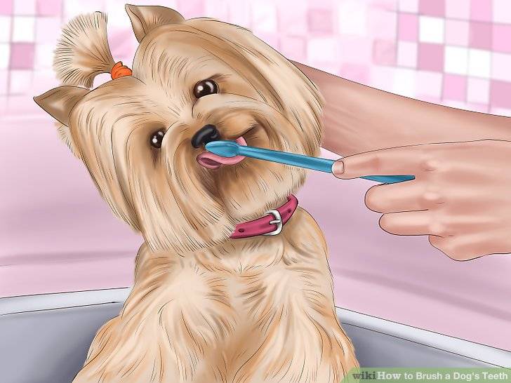 Топ-10 способов безопасно чистить зубы пса