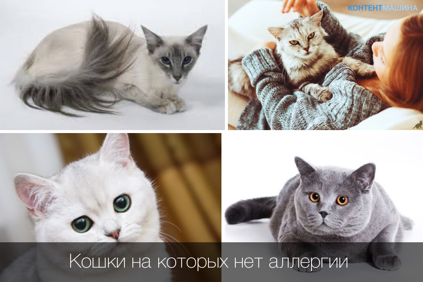 Кошка без аллергии порода. Кошки на которых нет аллергии. Породы кошек на которых нет аллергии. Коты на которых не бывает аллергии. Котики которые не вызывают аллергии.