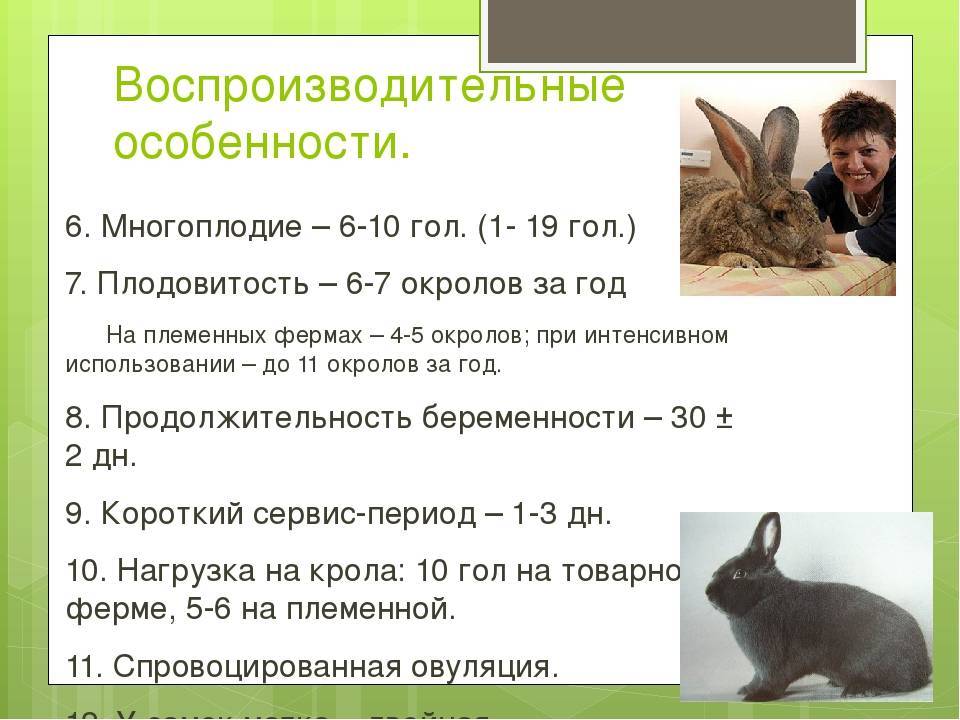 Карликовые кролики: уход и содержание, виды, что едят