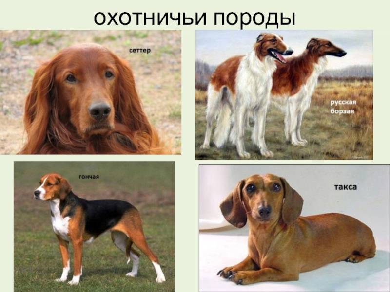 Лучшие породы охотничьих собак с фотографиями и названиями | энциклопедия домашних животных