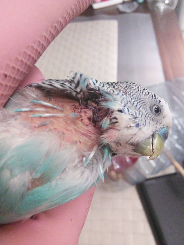 Болезни перьев у попугаев