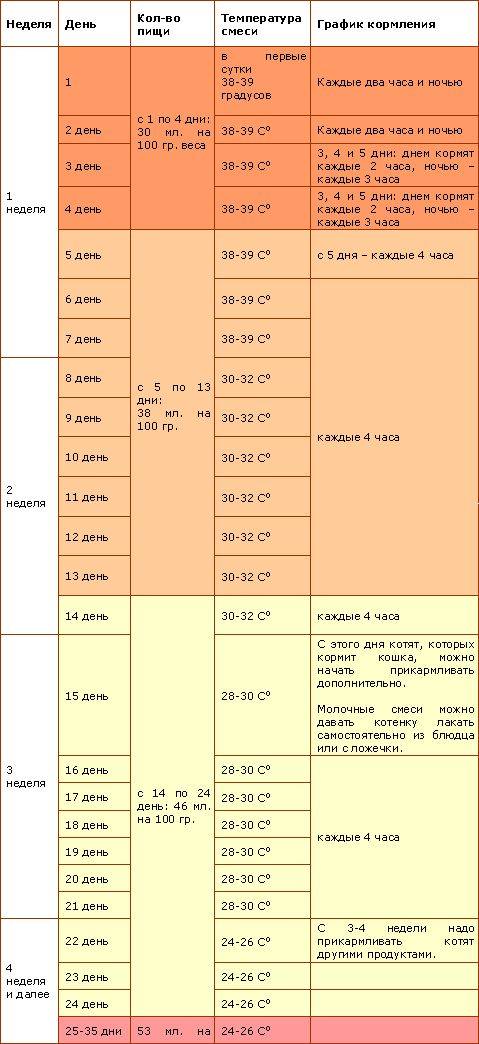 Чем кормить котенка в 1, 2, 3, 4 месяца
