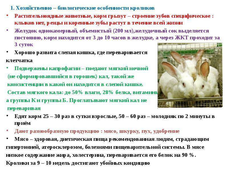 Кто такой водяной кролик: места обитания и образ жизни уникального зверька с необычными способностями