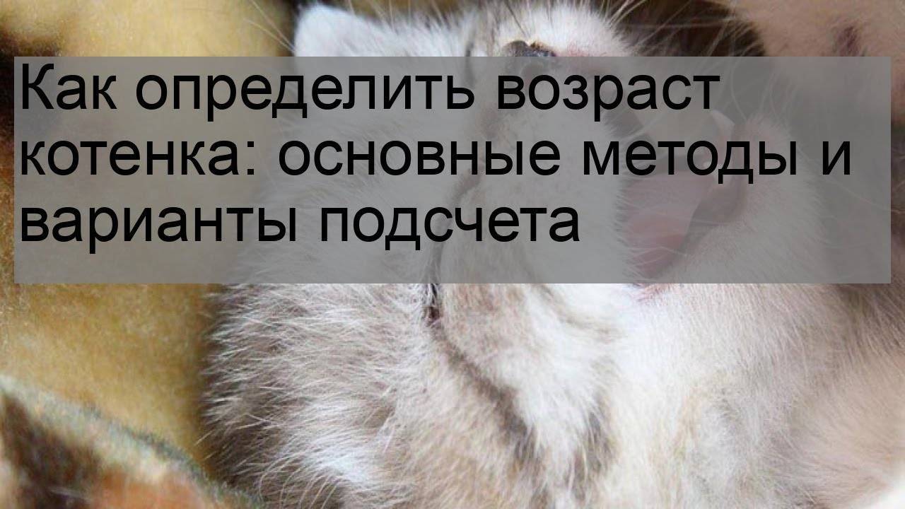 Методы определения кошачьего возраста — domovod.guru
