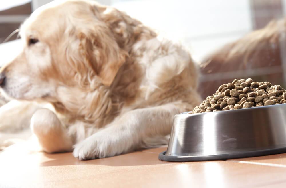 Собака плохо ест: причины, симптомы и что делать