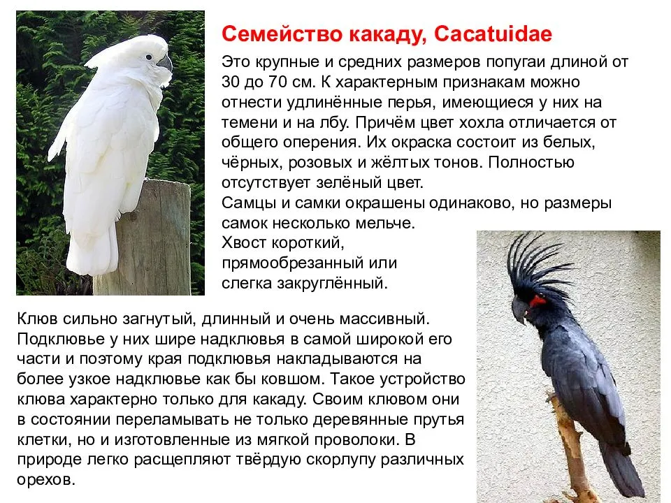 Попугаи какаду. уход и содержание в домашних условиях.