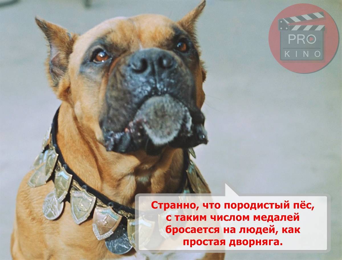 Не друзья человека: 10 пород собак, которым не место в доме