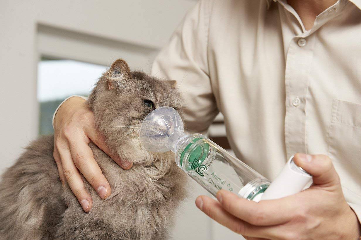 Бронхит у кошек: симптомы и лечение — сайт эксперта по животным — howmeow