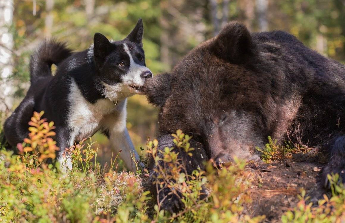 Особенности карельских медвежьих лаек: характеристика породы собак