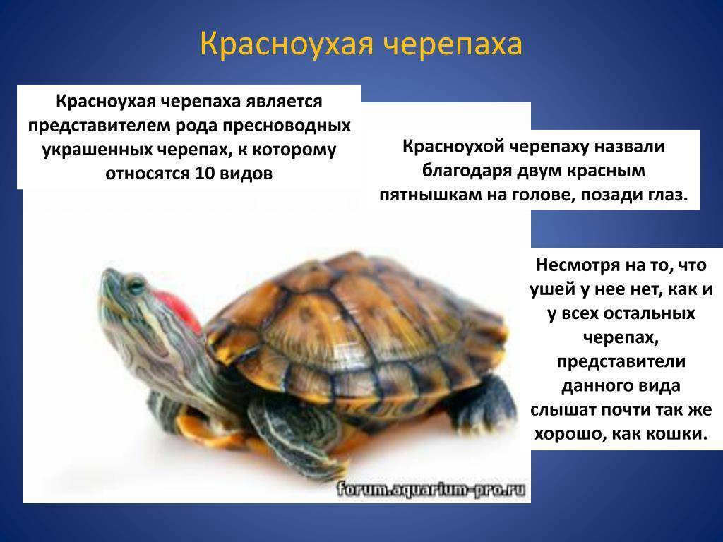 Подвиды красноухих черепах фото и описание