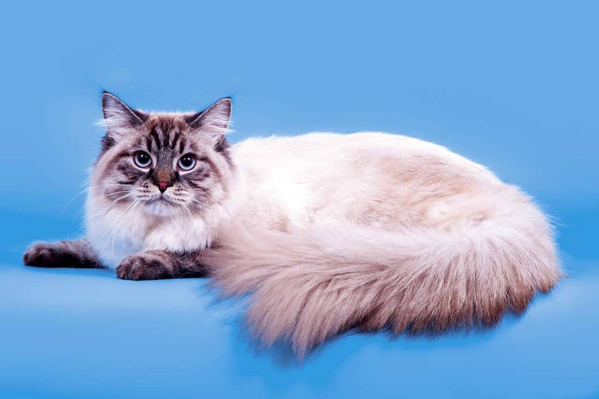 Сибирская маскарадная – красивая кошка в колор-пойнтовой маске
