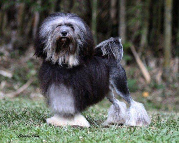 Редкие породы собак. описание, названия, виды и фото редких пород собак
