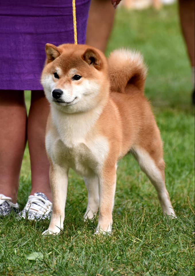Акита-ину – аристократическая порода собак из японии