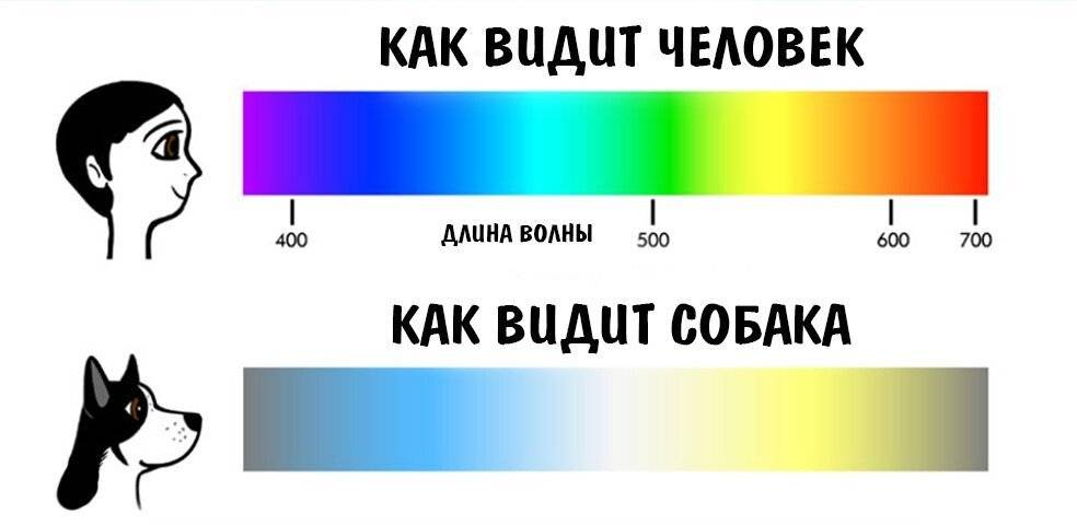 Различают ли собаки цвета или нет и какие
