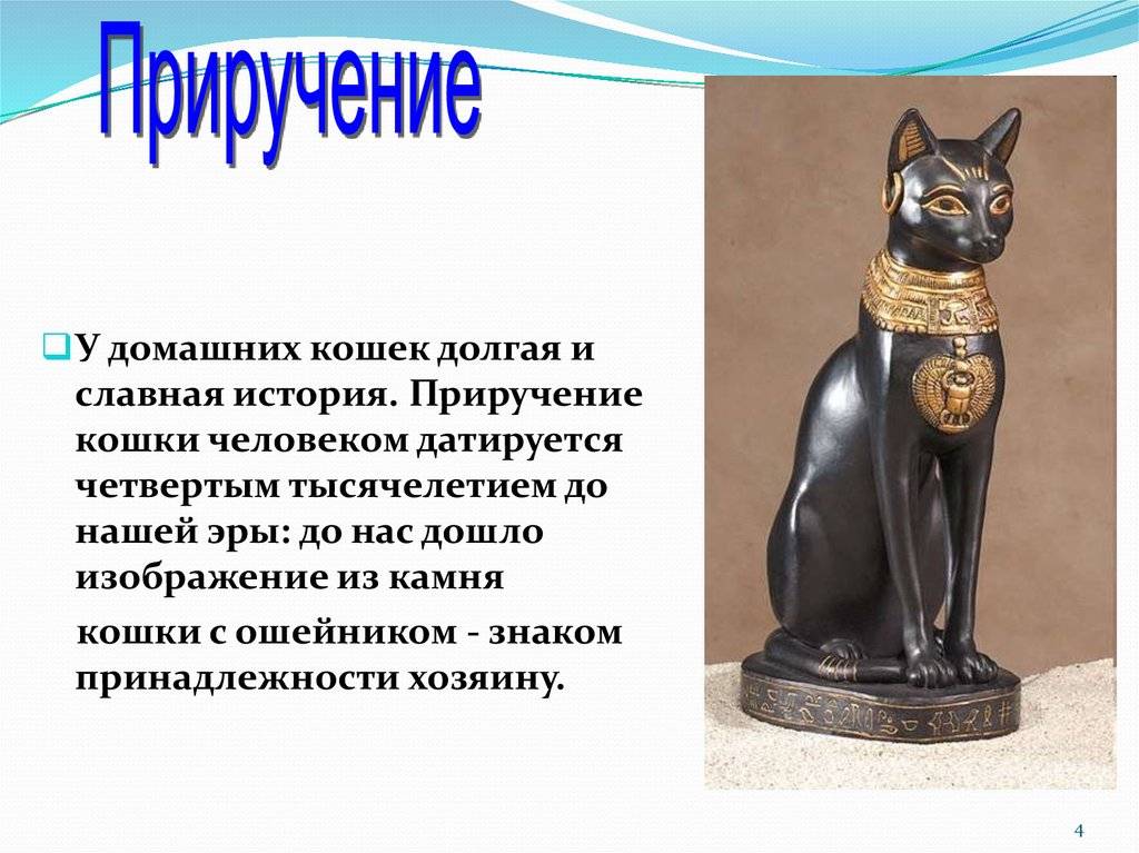 История происхождения кошек