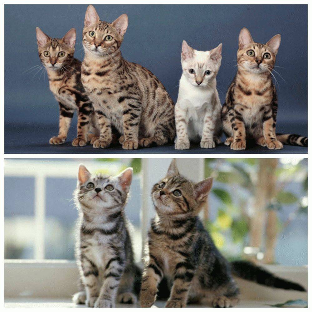 Как отличить породу. Котята разных пород. Разные расцветки кошек. Котята разной окраски. Разные окрасы кошек.