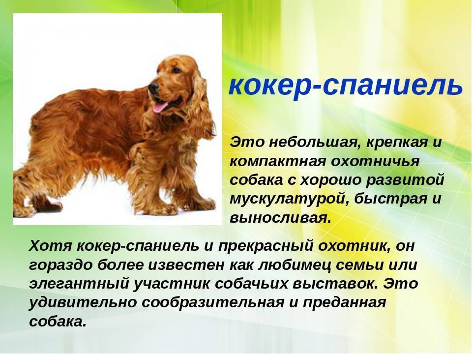 Собака американский кокер спаниель - характеристика породы, описание, уход и содержание
