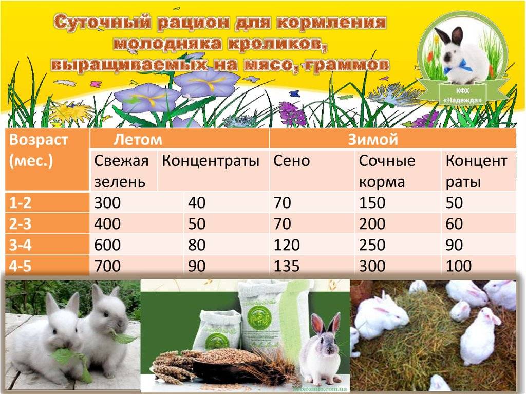 Откорм кроликов на мясо в домашних условиях, сколько они растут