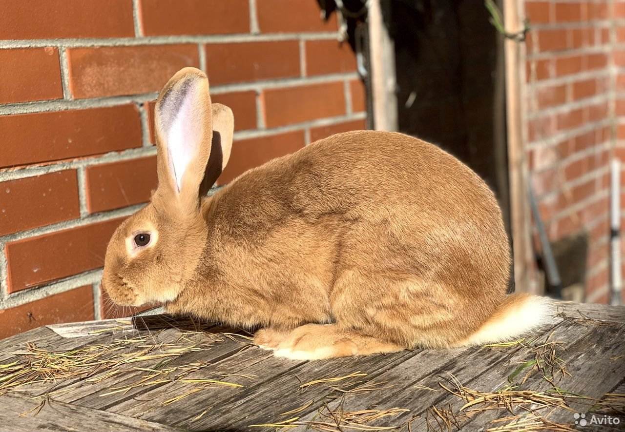 Кролики бургундской породы описание с фото