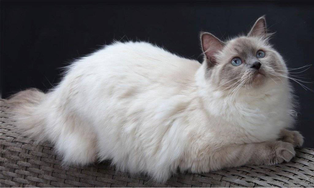 Рагамаффин кошка, описание породы, характер - окружающий мир вокруг нас