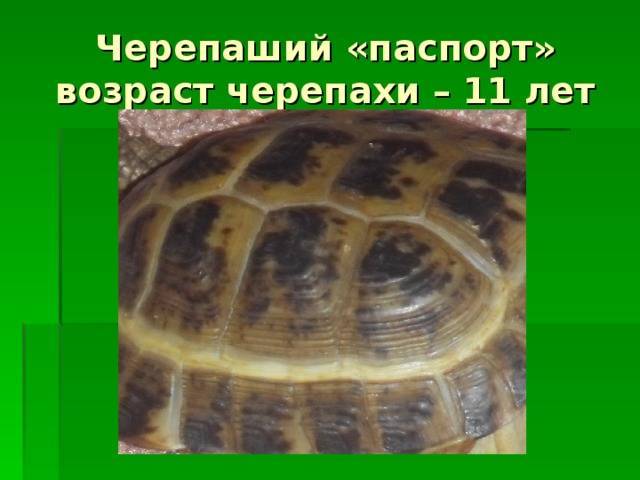 Сколько живут сухопутные черепашки ⋆ онлайн-журнал для женщин
