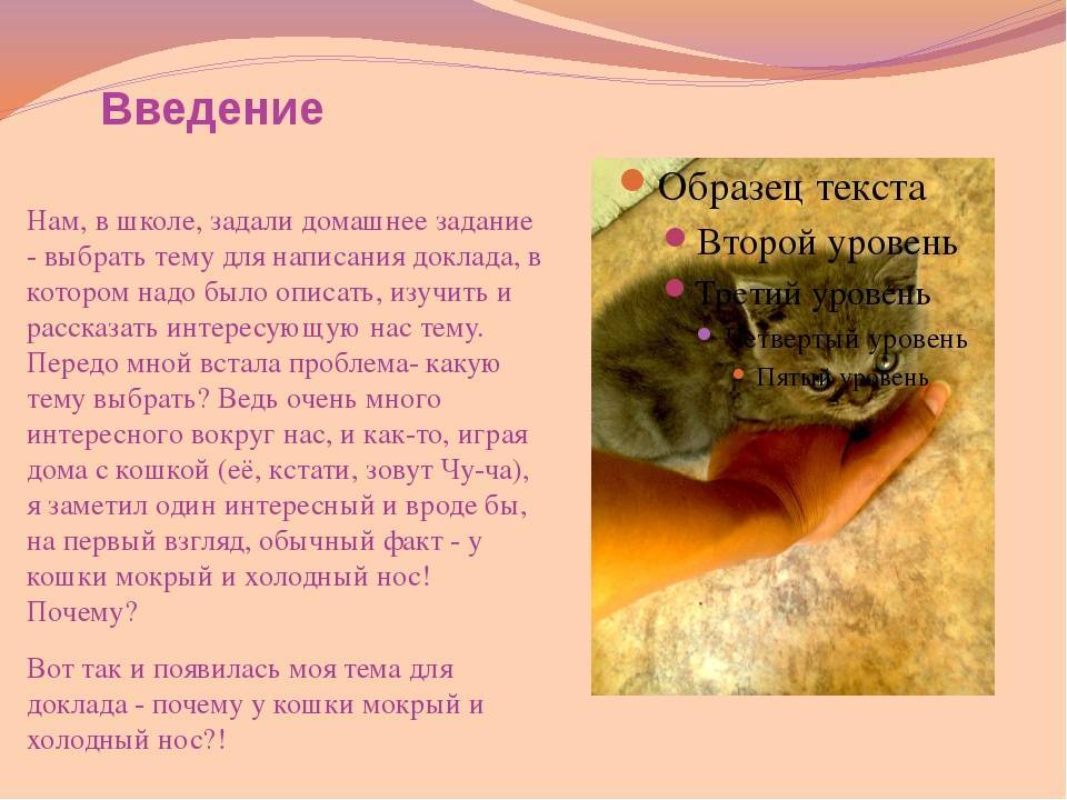 Почему у кота горячие уши?