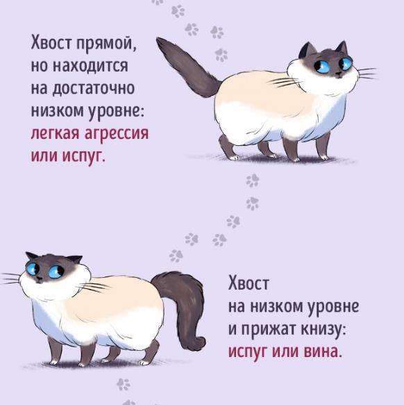 Почему кот часто трясет хвостом. язык тела и поведение кошки. кошка виляет хвостом из стороны в сторону как собака и мурчит