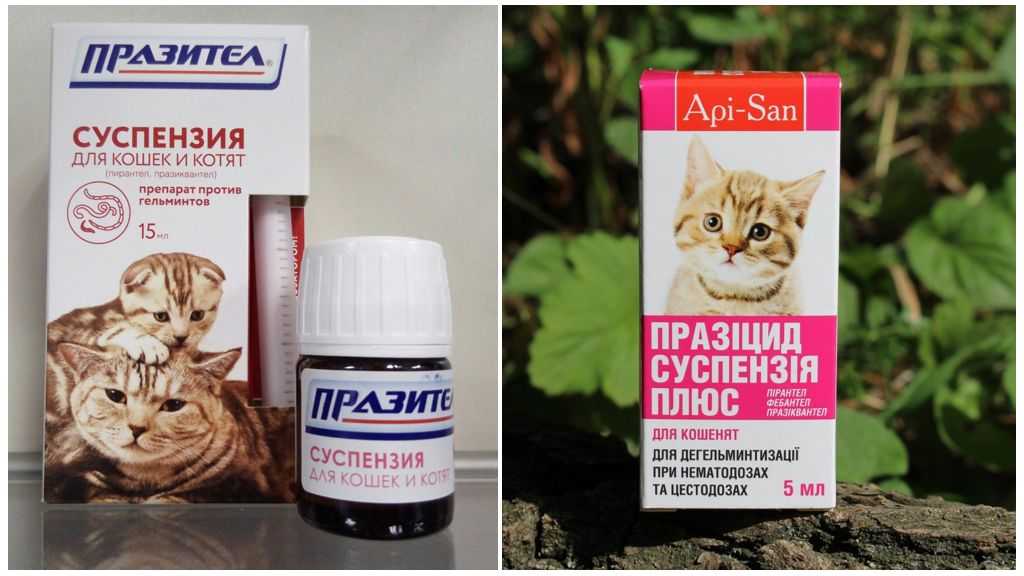 Как глистогонить котенка: препараты и периодичность
