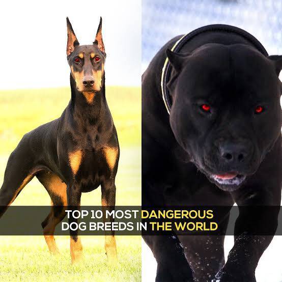 Топ-10 самых дорогих пород собак в мире