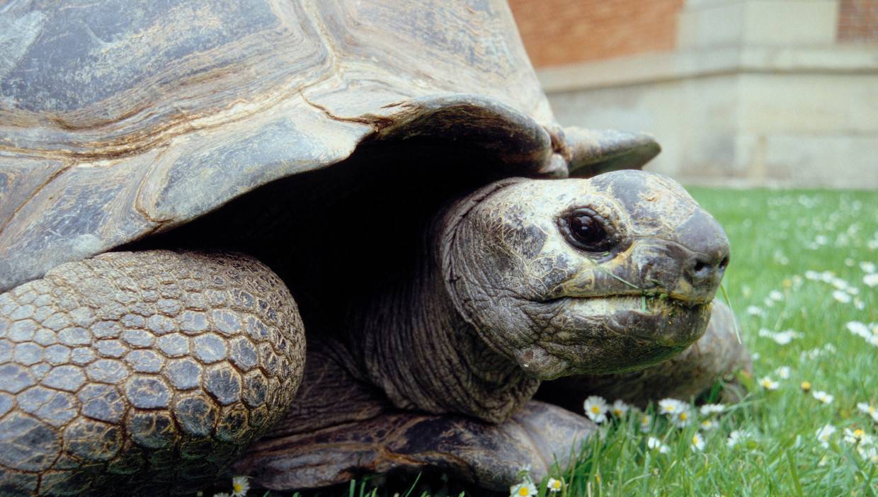 Сколько живут красноухие черепахи и как определить их возраст и пол