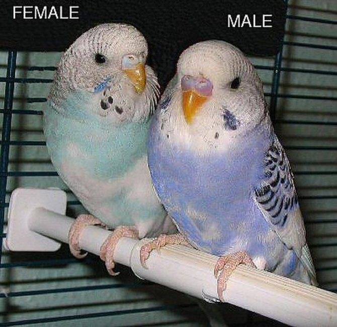 ? как определить пол волнистого попугая: 4 основных способа