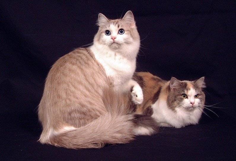Рагамаффин - порода кошек: характер, содержание