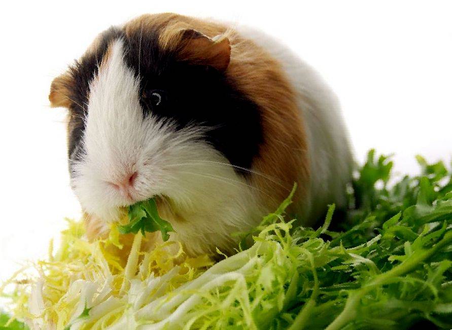 Какими продуктами можно кормить морских свинок - omvesti.com