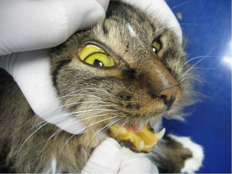 Лептоспироз у кошек: причины, симптомы и лечение