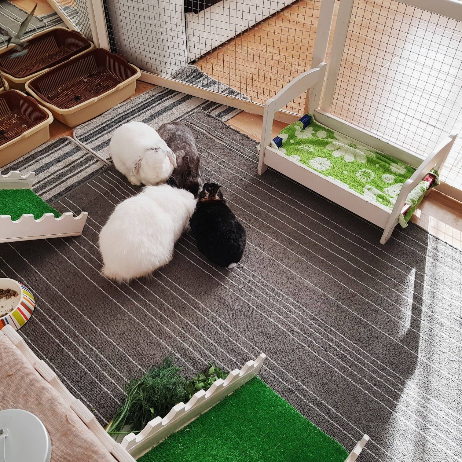 Декоративные кролики: породы зверьков, правила ухода и содержания в домашних условиях