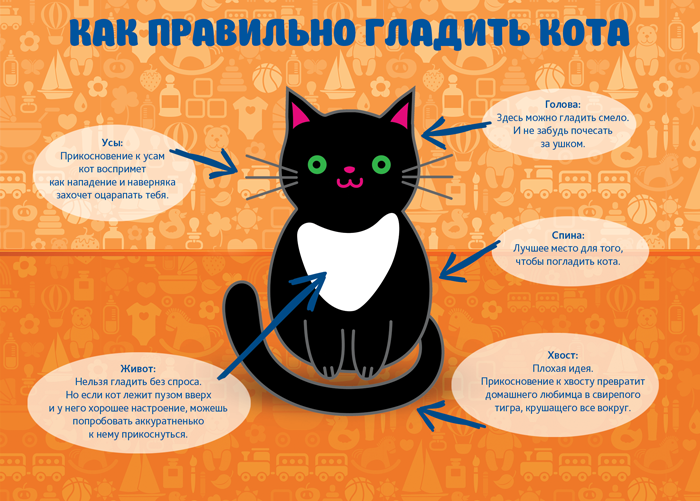 4 способа показать кошке, что вы ей друг