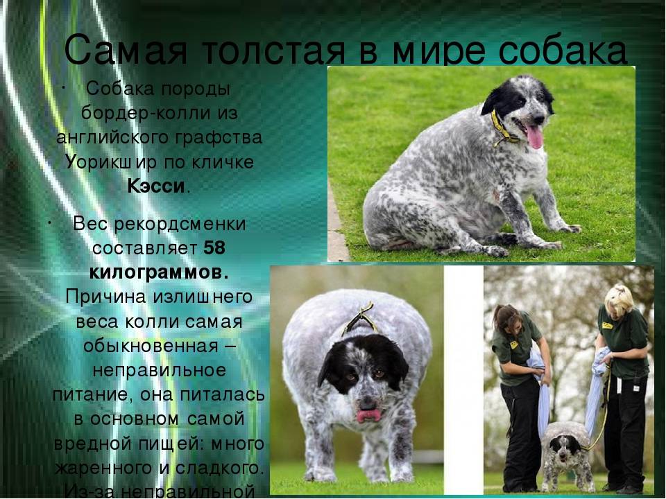 Породы собак для квартиры: спокойные, недорогие, умные, самые здоровые, охранные (фото с названиями) питомцы, которых лучше завести для содержания дома. топ