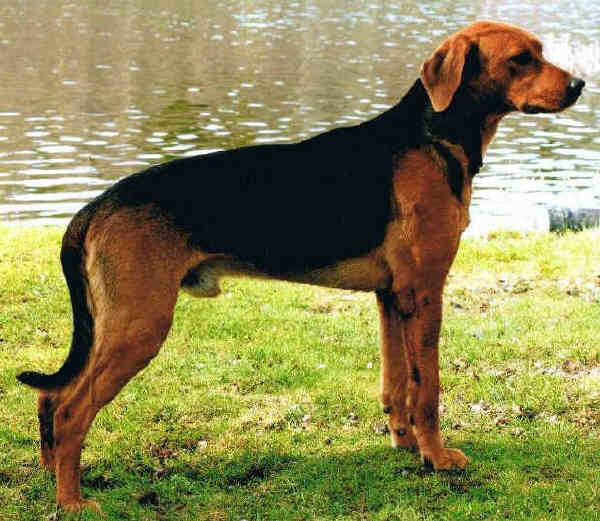 Гончая шиллера (шиллерстёваре)